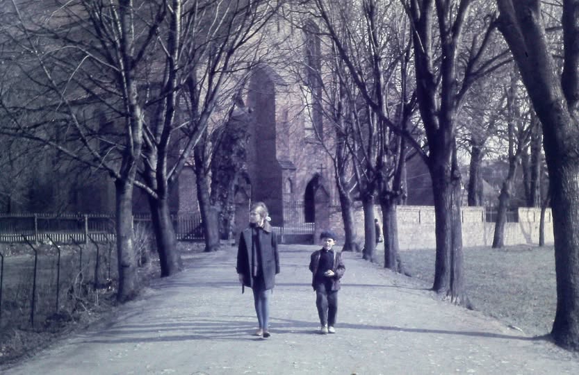 Wiąz 1971